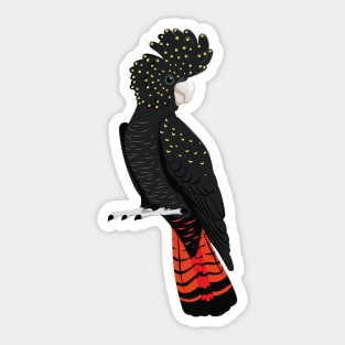 Red-tailed black cockatoo Sticker